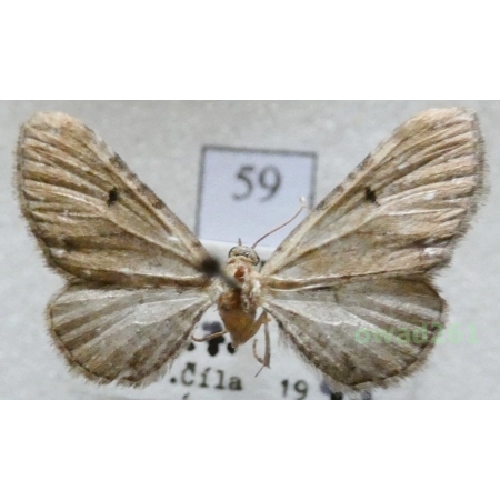 Eupithecia absinthiata (Clerck, 1759) Czech59